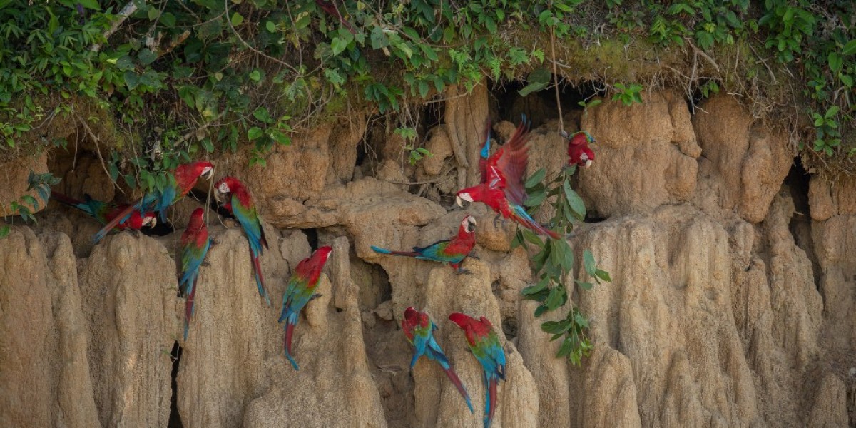 How To Find The Best Birding Lodges In Panama?