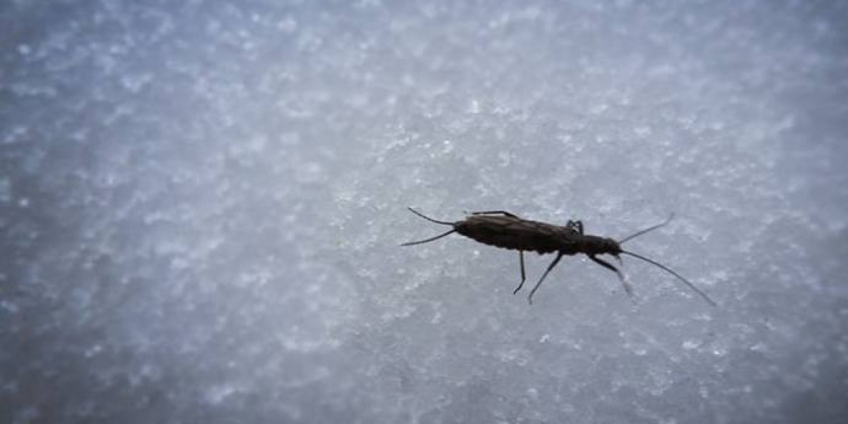 Snow Bugs: The Tiny Winter Wanderers You Never Noticed Before